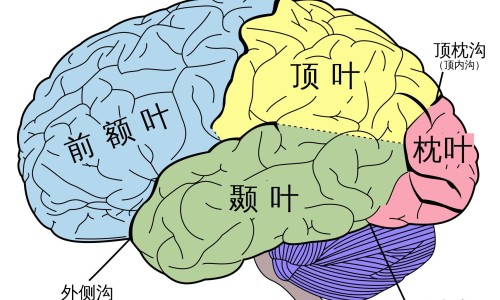 肿瘤病人放疗后主要黏膜反应是-放疗后黏膜变硬怎么办专区_肿瘤病人放疗是怎么治疗专区_肿瘤病人放疗后主要黏膜反应网